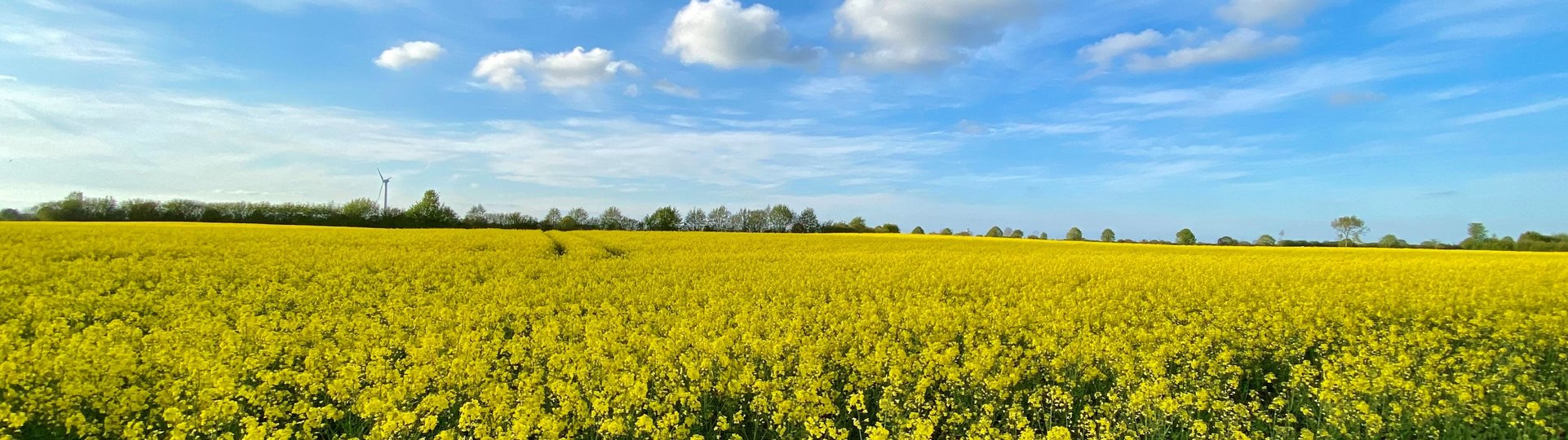 Rapsfeld mit blauem Himmel