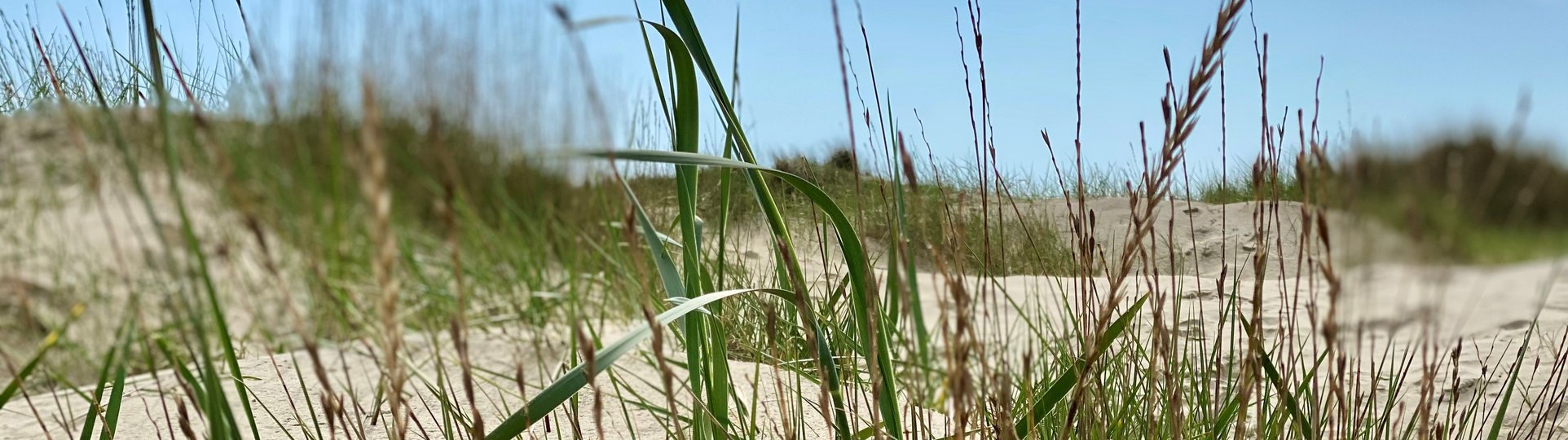Strand in Dünen